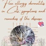 Flea allergy dermatitis in Cats: symptoms and remedies of the disease