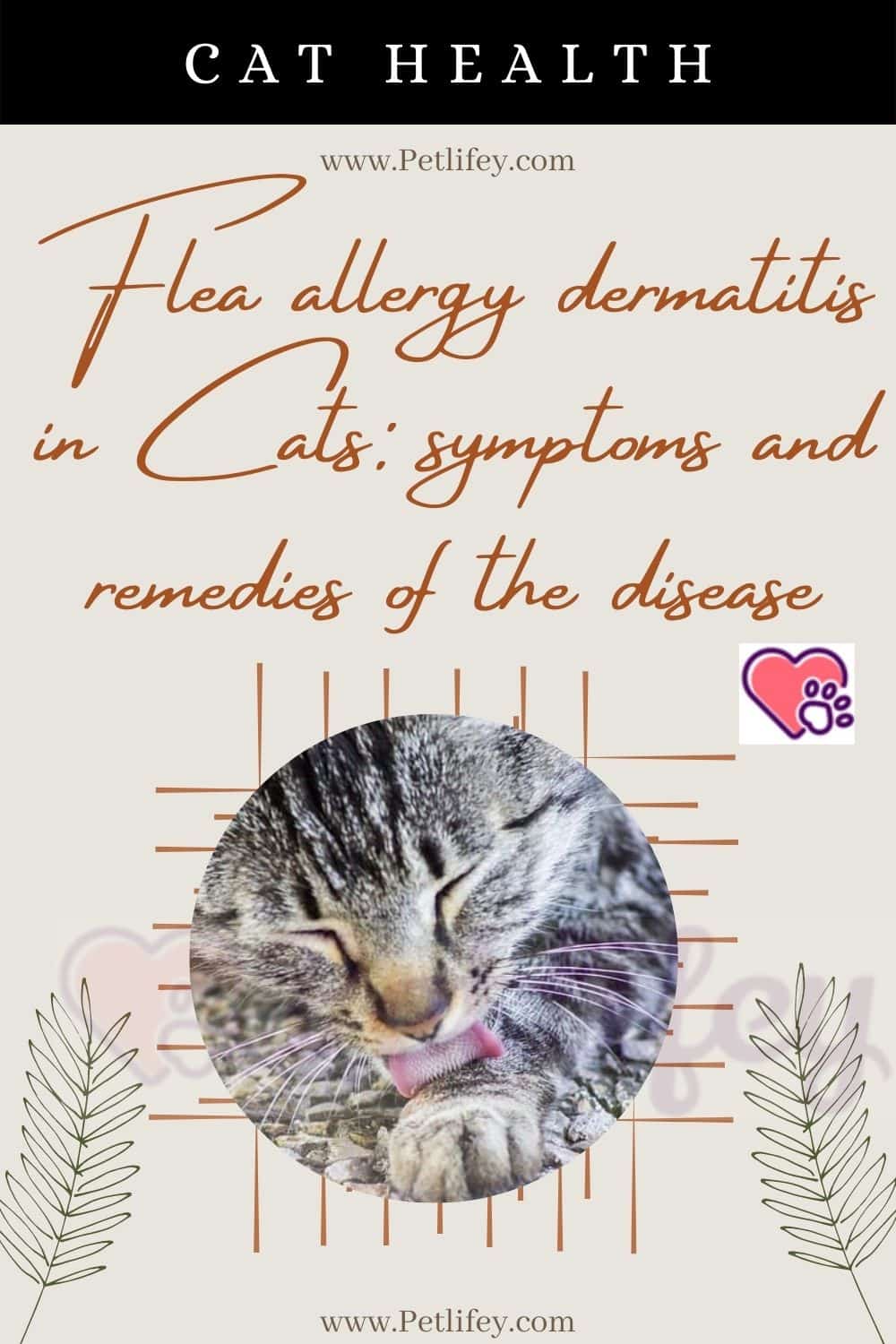 Flea allergy dermatitis in Cats