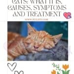 Heartworm in cats: what it is, causes, symptoms and treatment