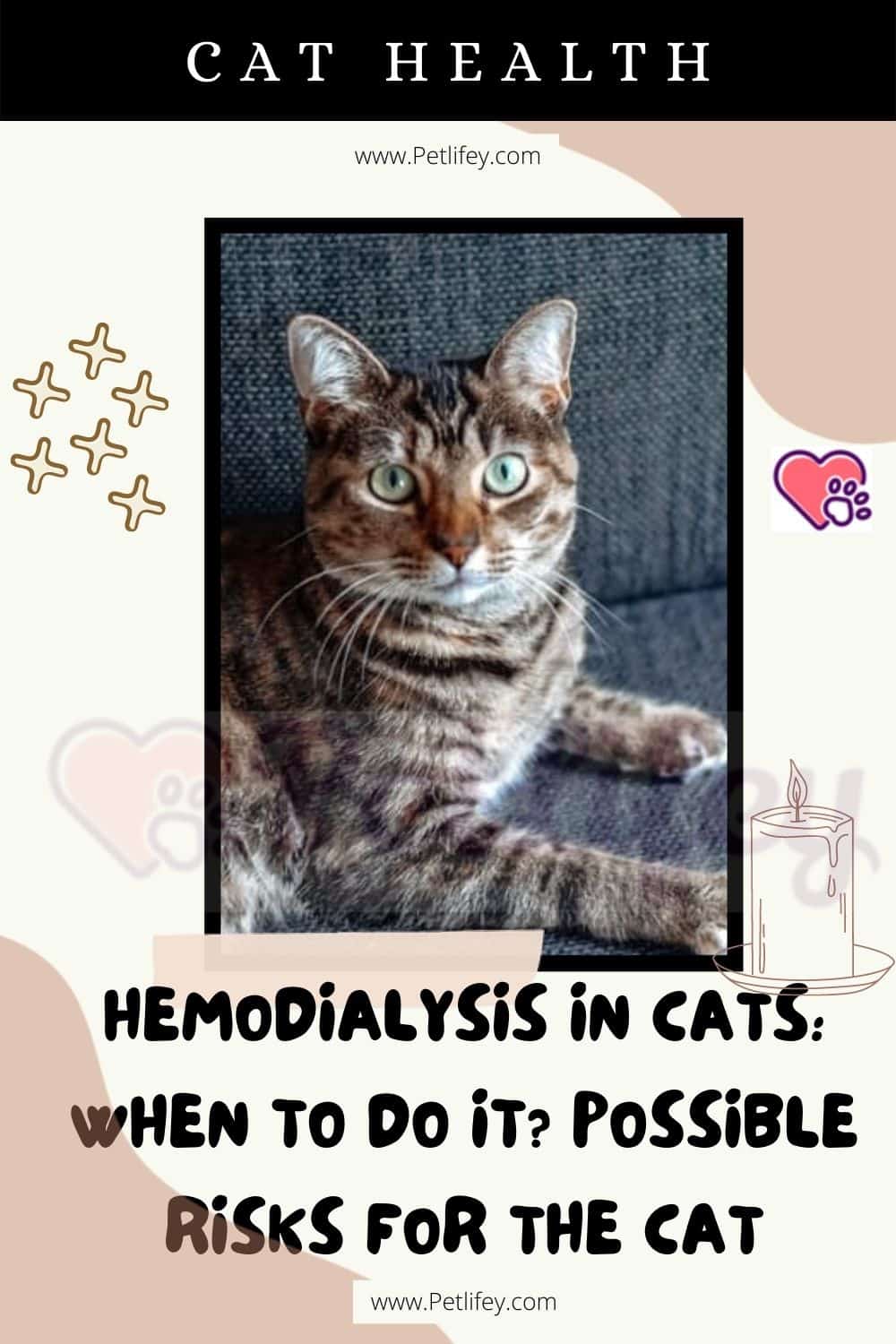 Hemodialysis in cats