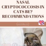 How risky can nasal cryptococcosis in cats be? Recommendations