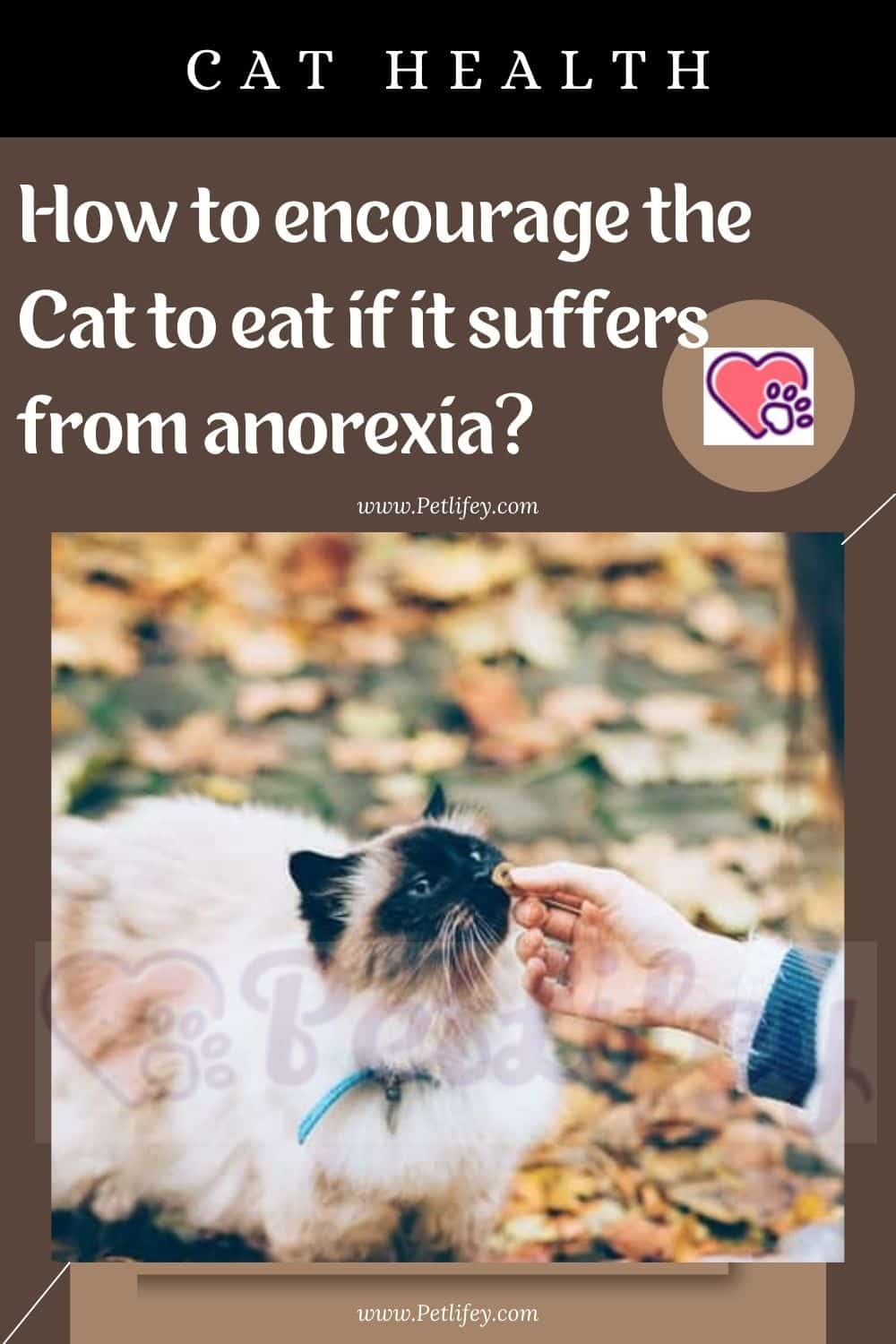 How to encourage the Cat to eat if it suffers from anorexia
