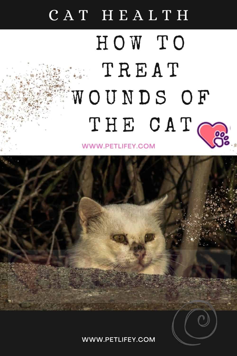 How to treat wounds of the Cat