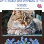 Hypertrophic cardiomyopathy in Cats