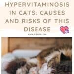 Hypervitaminosis in Cats: causes and risks of this disease