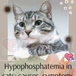 Hypophosphatemia in cats: causes, symptoms and treatment