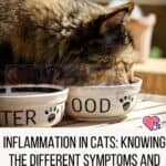 Inflammation in cats: knowing the different symptoms and how to treat it
