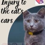 Injury to the cat's ears