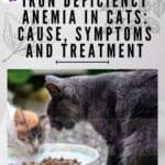 Iron-deficiency-anemia-in-cats-cause-symptoms-and-treatment-1a