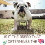 Is it the breed that determines the aggression of the dog?