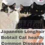 Japanese Longhair Bobtail Cat health: Common Diseases of the Breed