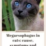Megaesophagus in cats: cause, symptoms and treatment