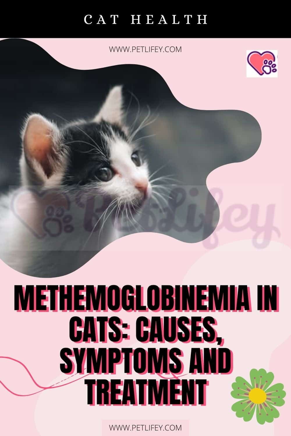 Methemoglobinemia in Cats