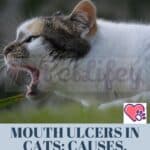 Mouth ulcers in cats: causes, symptoms and remedies