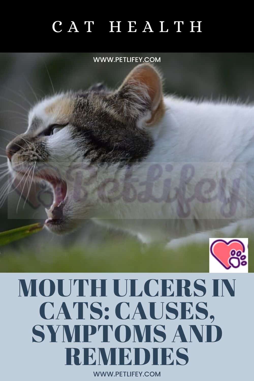 Mouth ulcers in cats