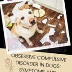 Obsessive Compulsive Disorder in Dogs: Symptoms and Treatment