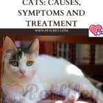 Osteoarthritis in Cats:  causes, symptoms and treatment