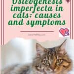 Osteogenesis imperfecta in cats: causes and symptoms
