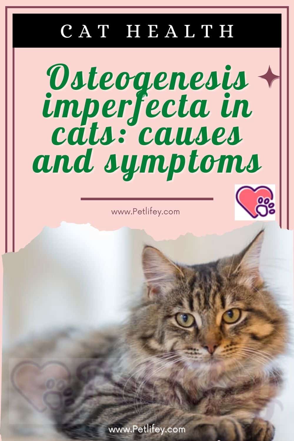 Osteogenesis imperfecta in cats: causes and symptoms