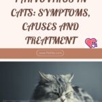 Parvovirus in cats: symptoms, causes and treatment