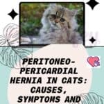 Peritoneo-pericardial hernia in cats: causes, symptoms and treatment