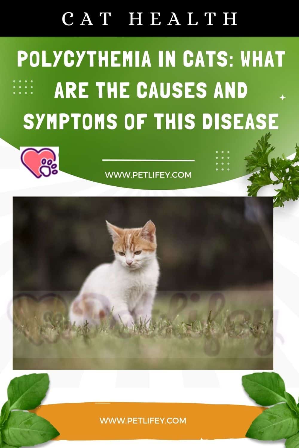Polycythemia in Cats
