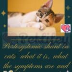 Portosystemic shunt in cats: what it is, what the symptoms are and how to treat it