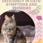 Pyruvate kinase deficiency in cats: symptoms and remedies