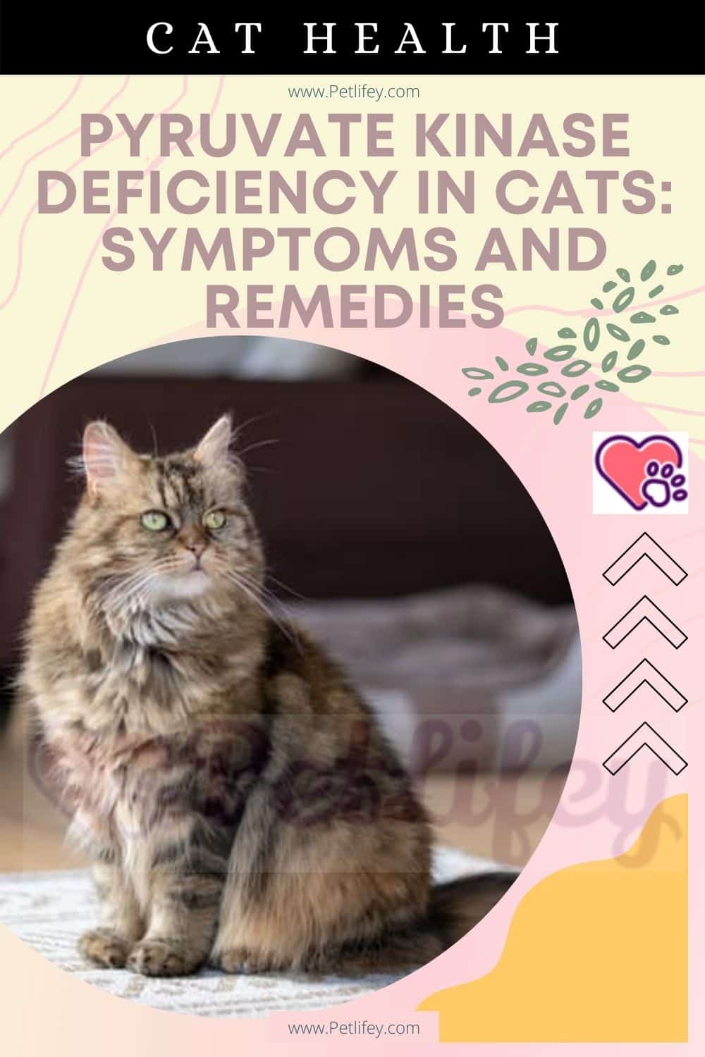 Pyruvate kinase deficiency in cats
