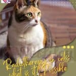 Radiotherapy-in-cats-what-is-it-Possible-risks-1a