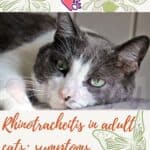 Rhinotracheitis in adult cats: symptoms, treatment and prevention
