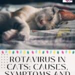 Rotavirus-in-cats-causes-symptoms-and-treatment-1a