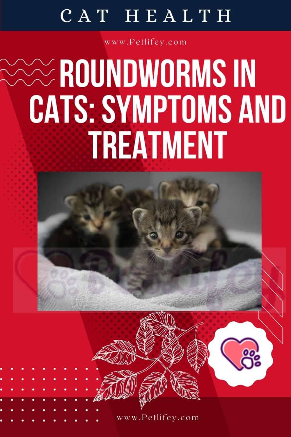 Roundworms in cats