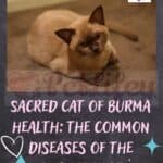 Sacred Cat of Burma health: the common diseases of the Burmese cat