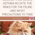 Second-hand smoke asthma in cats