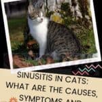 Sinusitis in cats: what are the causes, symptoms and treatment
