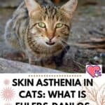 Skin asthenia in cats: what is Ehlers-Danlos syndrome in cats