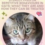 Stereotypies-or-Repetitive-behaviours-in-cats-what-they-are-and-how-they-can-be-treated-1a