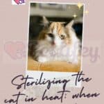Sterilizing the cat in heat: when can it be done