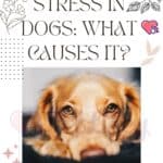 Stress in dogs: what causes it?