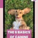 The-6-basics-of-canine-psychology-1a