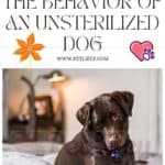 The behavior of an unsterilized dog