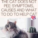 The cat does not pee: symptoms, causes and what to do to help cat