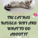 The cat has nausea: why and what to do about it