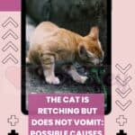 The cat is retching but does not vomit