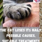 The-cat-loses-its-nails-possible-causes-suitable-treatments-and-prevention-1a