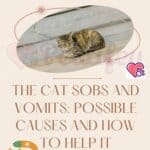 The-cat-sobs-and-vomits-possible-causes-and-how-to-help-it-1a