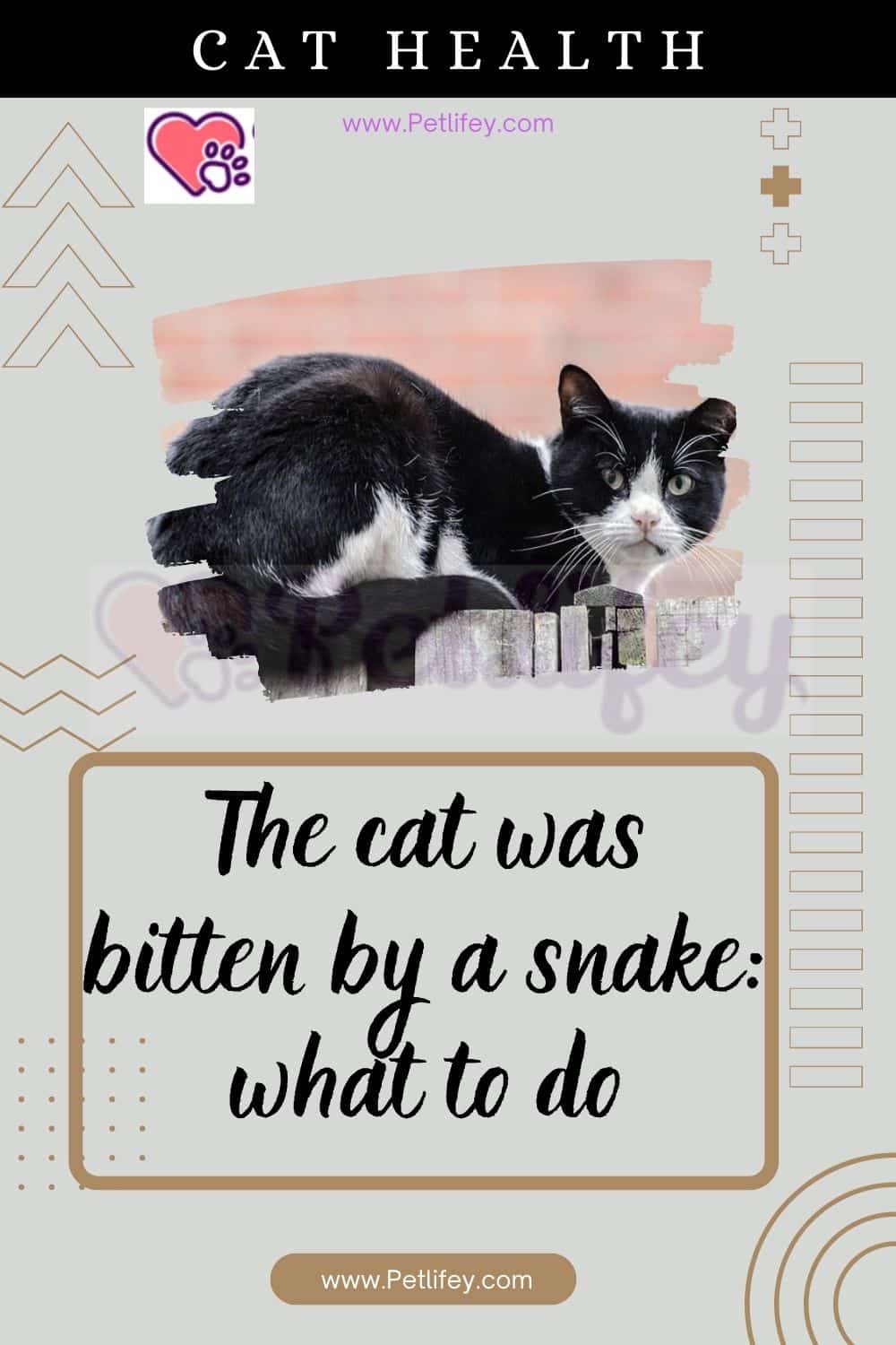 The cat was bitten by a snake