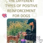 The-different-types-of-positive-reinforcement-for-dogs-1a
