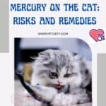 The effects of mercury on the cat: risks and remedies